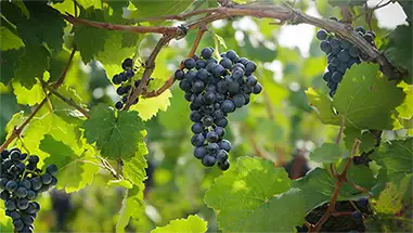 Blaufränkisch