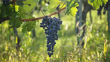 Cabernet Sauvignon