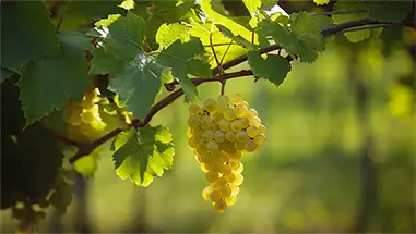 Chardonnay