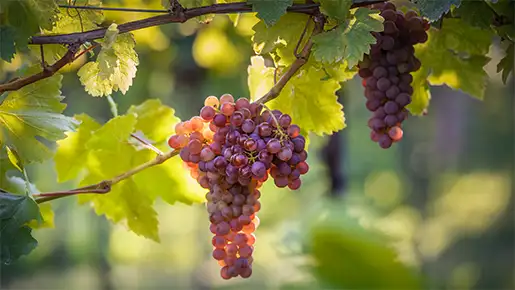 Frühroter Veltliner