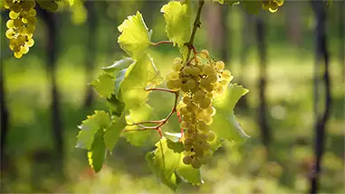 Furmint