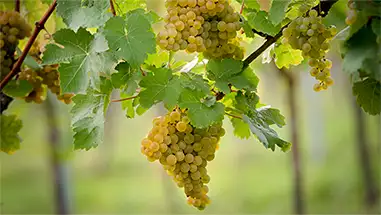Gelber Traminer