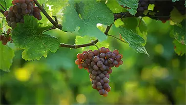 Gewurztraminer