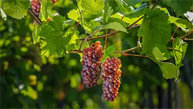 Pinot Gris