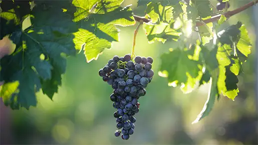 Merlot
