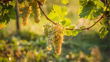 Muscat Ottonel