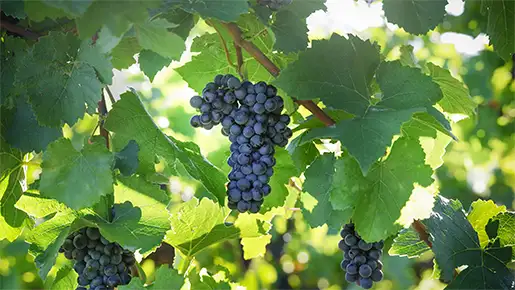 Pinot Noir