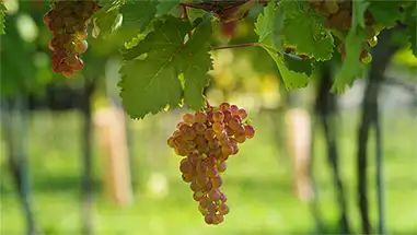 Roter Veltliner