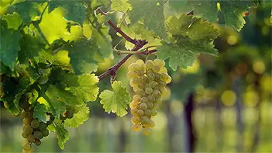 Sauvignon Blanc