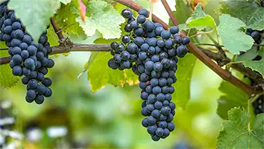 Syrah / Shiraz