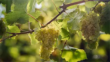 Pinot Blanc